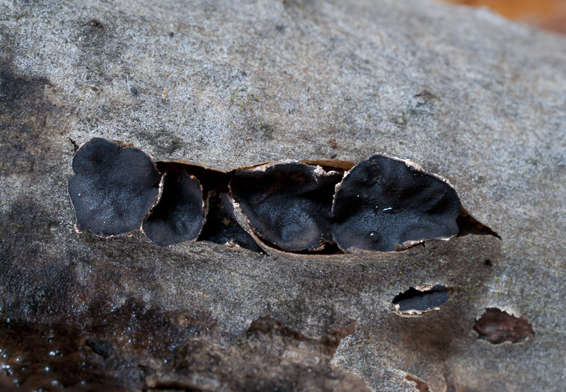 Sclerencoelia fraxinicola